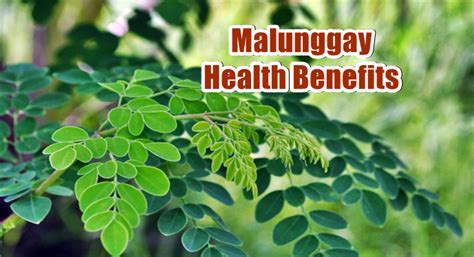 malunggay in english benefits|Malunggay's Health Benefits and Other Helpful Uses.